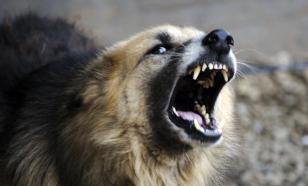 В Бурятии тело младенца отбили у голодных собак