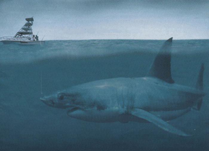 Daily Mail: Ученые обнаружили, что скорость мегалодона не превышала 2 км/ч