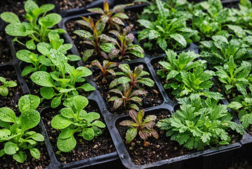 Рассада цветов