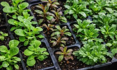 Посев однолетних цветов на рассаду начинают в январе–феврале
