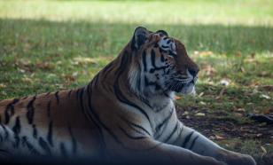 Обезглавленный амурский тигр найден под Хабаровском