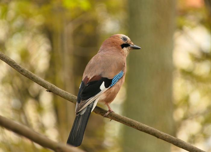 Сойки способны разоблачать трюки фокусников