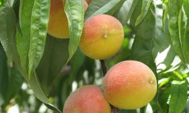 Цветки пестрят, плоды трескаются: скрытые признаки курчавости и меры, которые ещё успеют сработать