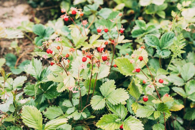 Растение дикой земклуника