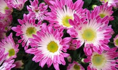 Николай Сердюков делится секретами завоевания сердца Ксении Бородиной