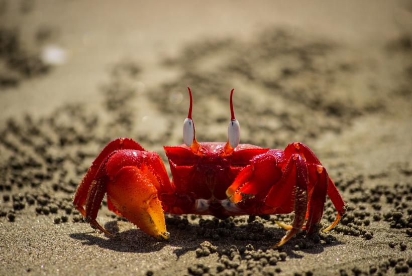Красный краб