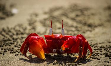 Остров Рождества становится красным каждую осень: это путешествие притягивает весь мир