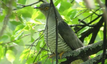 Птицы распознают тревожные сигналы друг друга — орнитолог Кеннерли