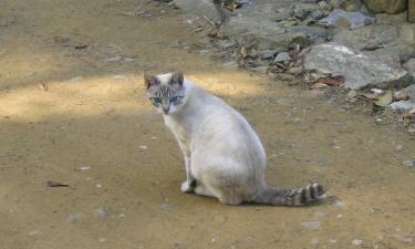 Кошка приклеилась к вам на улице: это не мистика, а важное послание, которое вы игнорируете