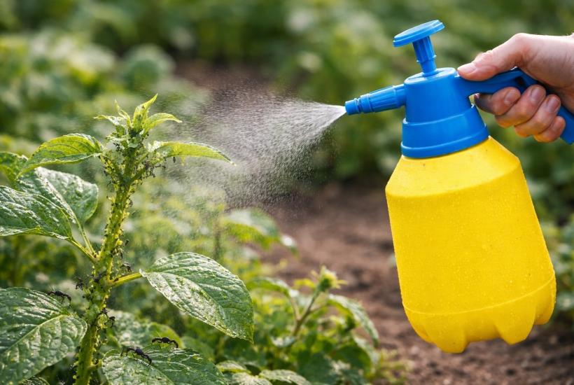 Опрыскивание растений от тли