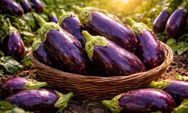 Мечта садовода в теплице: 10 сортов баклажанов, которые принесут больше, чем ждёшь