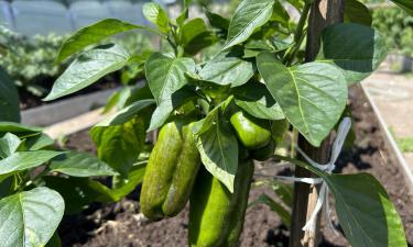 Трещины на перцах: почему они появляются и как с этим борьбу вести
