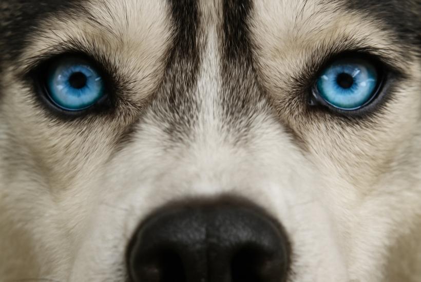 Голубые глаза собаки