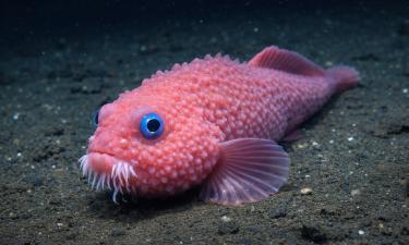 Розовую бугристую рыбу-улитку сняли на глубине 3300 метров