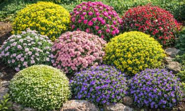 Цветочные подушки смыкаются в сплошной ковёр — красивые многолетники без лишних сил