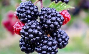 Большая и сладкая: секреты выращивания ежевики