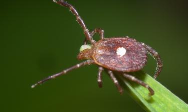 Врач заявил об угрозе распространения анаплазмоза из-за теплой зимы