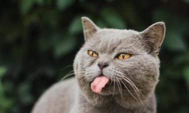 Уход за собой признан ключевой причиной чистоплотности кошек — зоологи