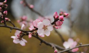 Миндаль зацвёл одним из первых весенних растений — Siceksel
