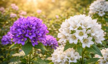 Ленивый цветник без сорняков: яркий ковер, который живет десятилетиями без хлопот