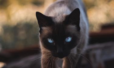 Окрас шерсти влияет на характер кошки