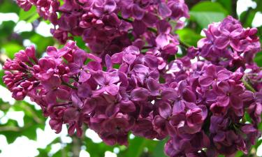 Запрещается обрезать ветки сирени в декабре — эксперт по растениям Марина Прокатен