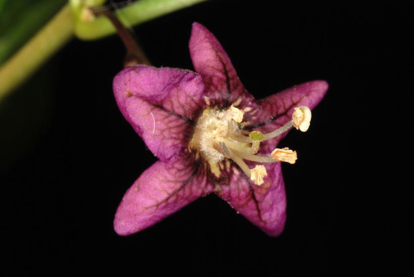 Цветок волчьей ягоды