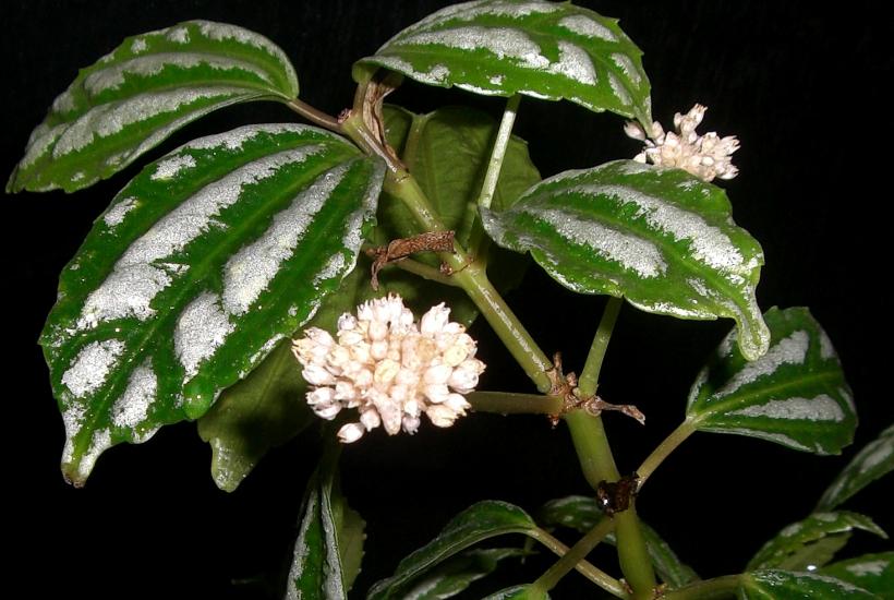 Алюминиевое растение