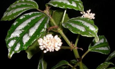 Температура 18–24 градуса стабилизировала рост пилеи — Ciceksel