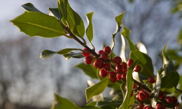 Кофейное дерево в горшке выгоднее покупного кофе: уход превращает подоконник в плантацию