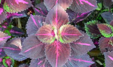 Холод ниже 15 градусов может спровоцировать листопад колеуса — Ciceksel