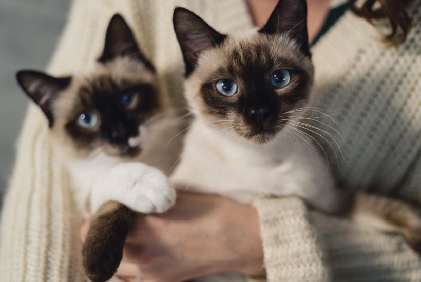 Коты