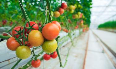 Странные причины замедленного созревания помидоров