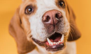 Влага на носу собаки удерживает запахи для анализа рецепторами — "Белновости"