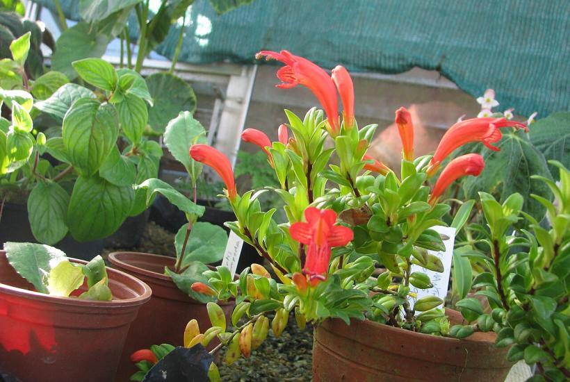 Эсхинантус заложил бутоны после прохладной зимовки