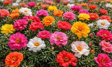 Портулак предпочитает светлые места и лёгкую почву