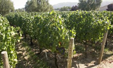 Роскачество: Кубань нацелена на рекордный урожай винограда