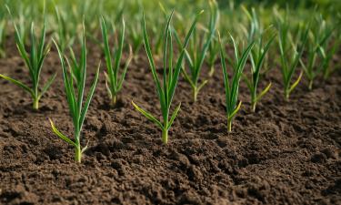 Чеснок сгнил к ноябрю, пока вы моргнули: одна осенняя ошибка, которая убивает весь урожай