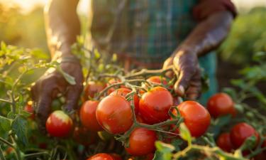 Раннеспелые низкорослые томаты реже болеют фитофторозом