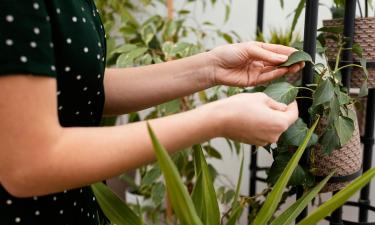 Коричневые кончики листьев указали на проблемы с корнями — Gartenpraxis