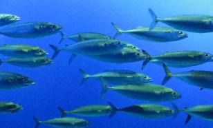 От употребления рыбы можно получить максимум пользы, если есть её два-три раза в неделю