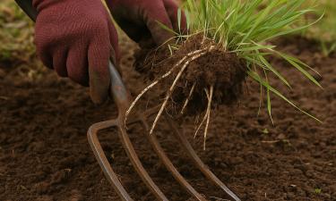 Метод вымораживания признан эффективным против пырея