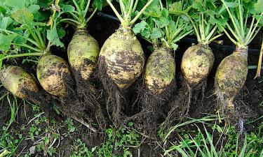 Брюква улучшила качество корнеплодов при плотной посадке — агрономы