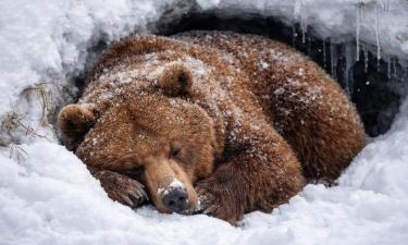 Животные впадают в спячку для защиты от хищников — зоолог Марина Бланко
