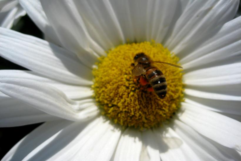 Пчела на цветке