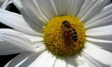 Кустарниковая ромашка переносит заморозки до −3 °C — Mein Schoener Garten