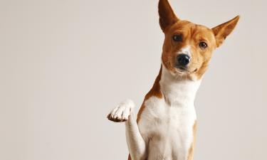 Водолеям подходит собака породы Басенджи по знаку зодиака