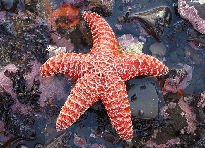 В морских звездах выявили соединения против опухолей