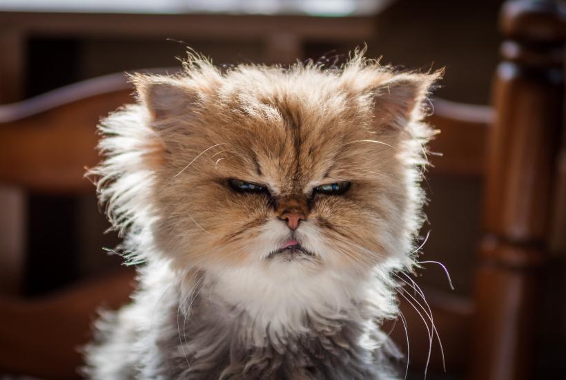 Злой котик Злой котик