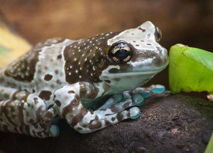 Токсичный пигмент, вызывающий рыжие волосы, обнаружен в окаменелости лягушки возрастом 10 миллионов лет